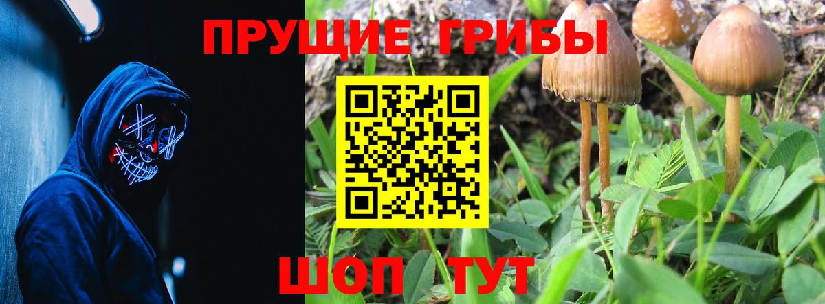 Псилоцибиновые грибы Psilocybine cubensis Железногорск